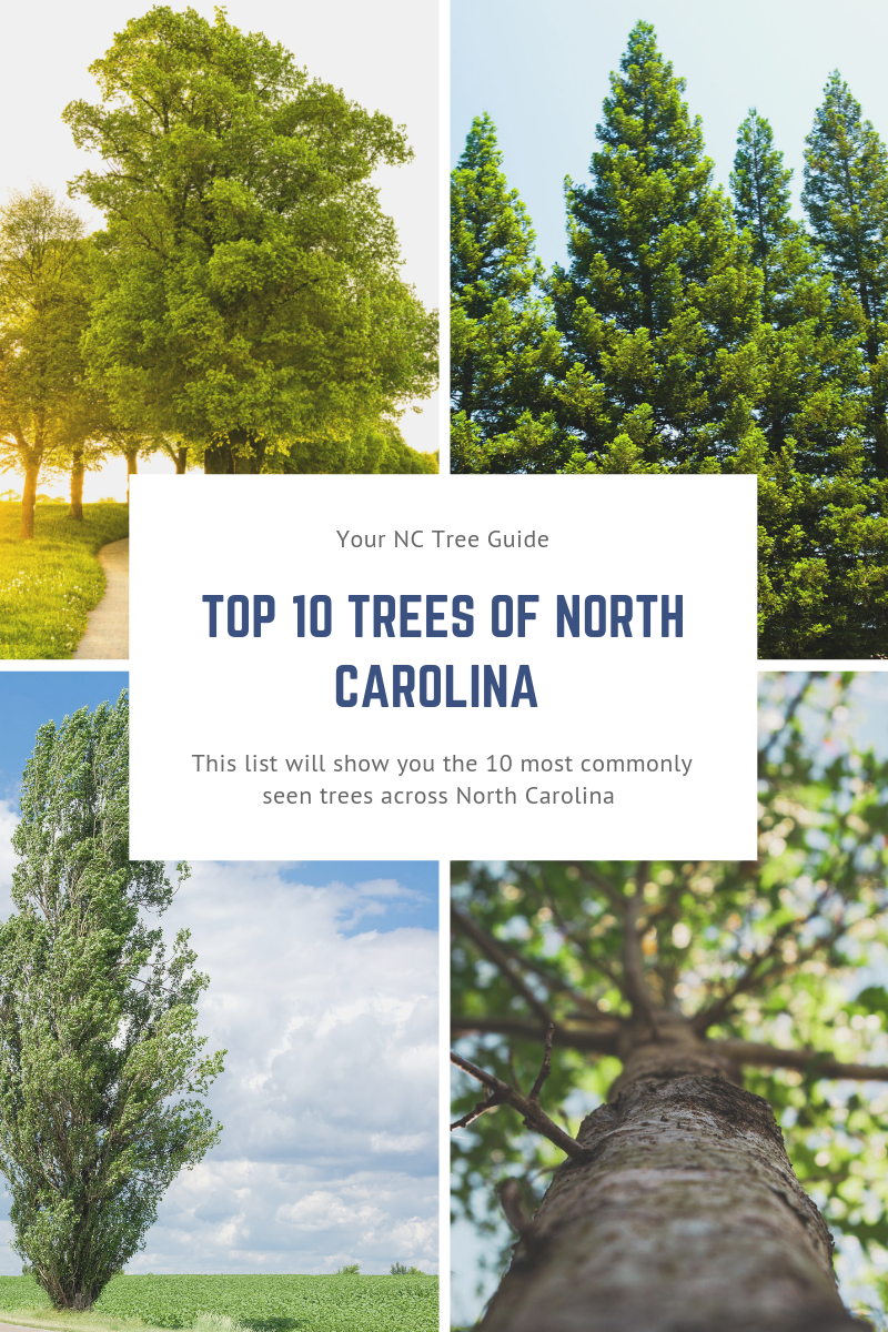 top-10-trees-found-across-nc-yards